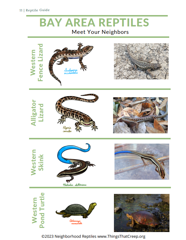 Things That Creep: Neighborhood Reptiles