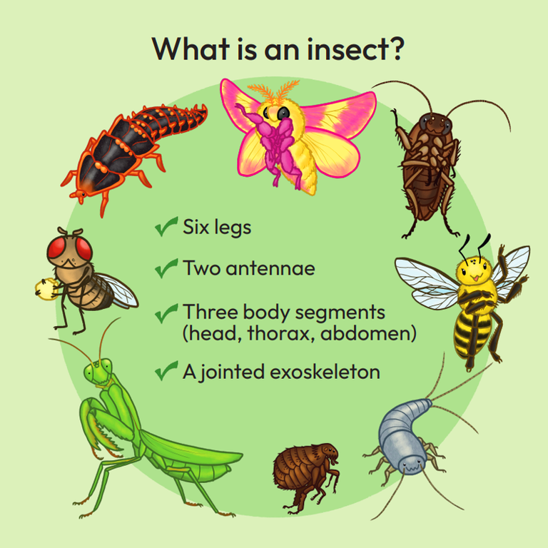 Insects A to Z preview - What is an insect?