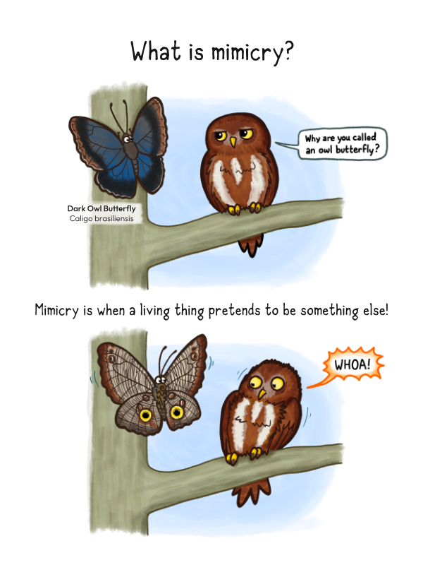 What is mimicry?
